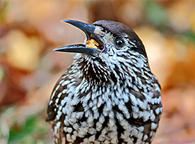 Vogeltrek, ook in de tuin