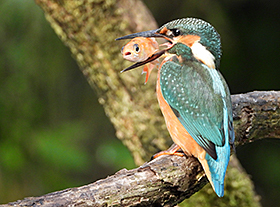 Insta-favoriet: de ijsvogel