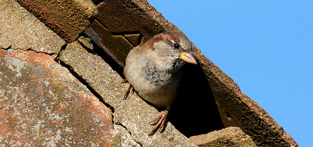 Vogelvriendelijke bouwplannen geschrapt