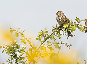 Factcheck: minder broedvogels door intensieve landbouw