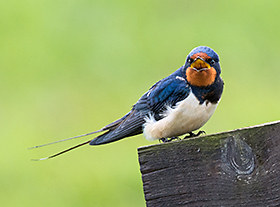 Vogels gedragen zich altijd