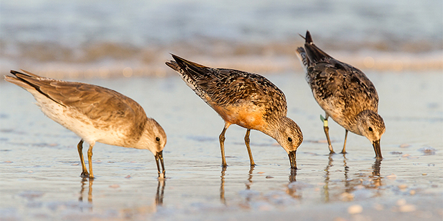 Stem voor vogels