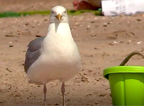 Zon, zee, strand en... meeuwen!