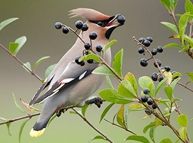 Insta-favoriet: de pestvogel