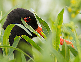 20 wereldwijd bedreigde vogelsoorten in Nederland