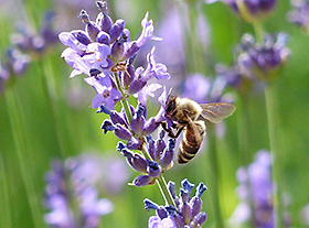 Feest voor insecten...