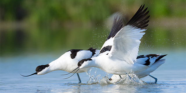 Hedwigepolder nu al vogelparadijs