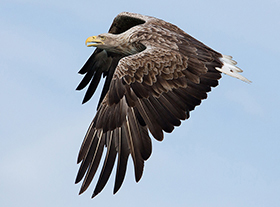 10 zomerharde vogelplekken