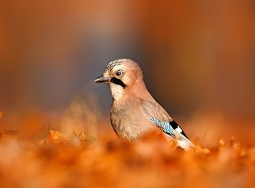 Tel mee: herfstgasten in uw tuin