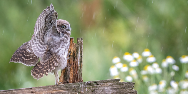 Effecten van regen op vogels