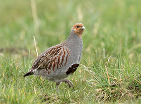 Grote bonte specht in slaap