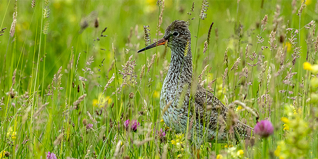 Nederland moet weidevogels beter beschermen