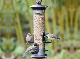 Vogels in je tuin  voeren