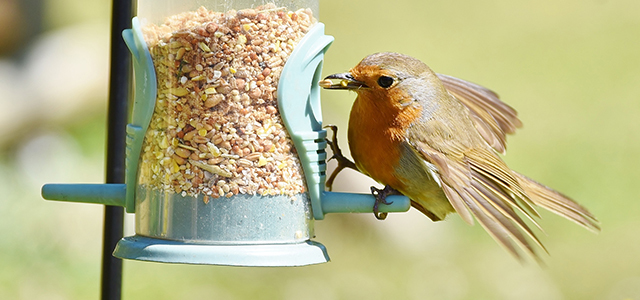 Neonicotinoïden: op alle fronten schadelijk voor vogels