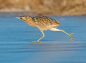 Wintervogels die komen... 